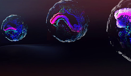 劉真組合作建立干細胞類胚胎模型實現靈長類晚期原腸胚發育過程的體外模擬